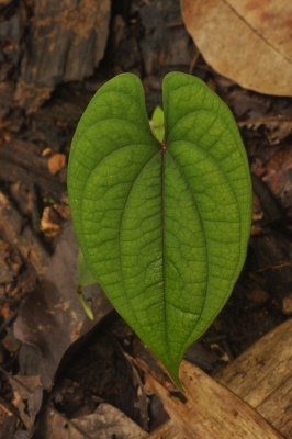 Dioscorea deltoidea