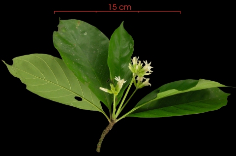 Amaioua corymbosa