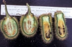Solanum vestissimum