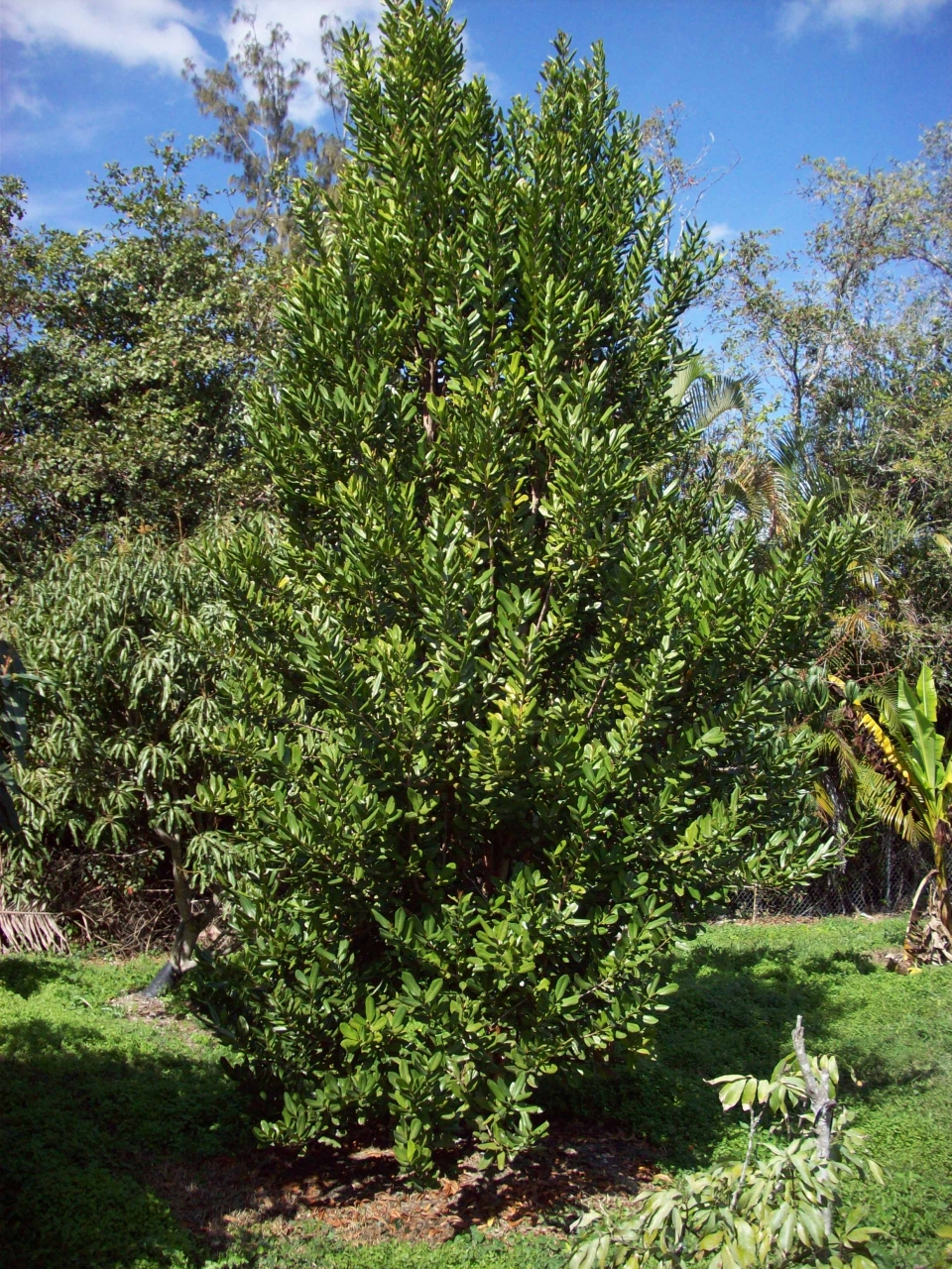 Pimenta racemosa