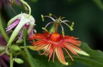 Passiflora jorullensis