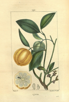 Garcinia morella