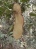 Anthonotha macrophylla