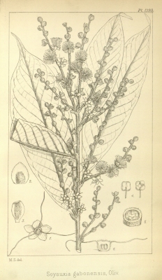 Soyauxia gabonensis