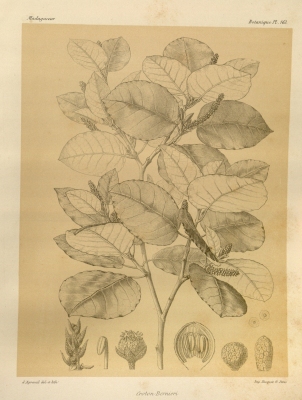 Croton bernierus