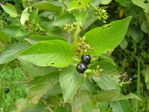 Chomelia paniculata