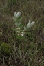 Psidium grandifolium