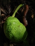 Artocarpus mariannensis