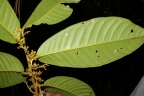 Iryanthera macrophylla