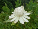 Protea madiensis