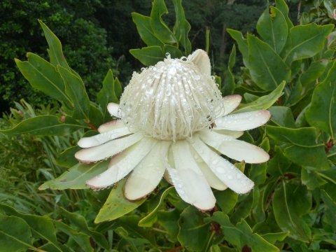 Protea madiensis