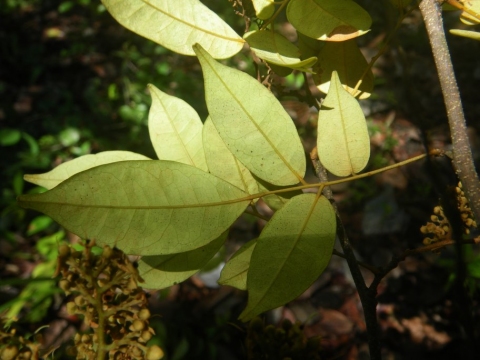 Dialium bipindense