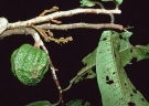 Iryanthera lancifolia