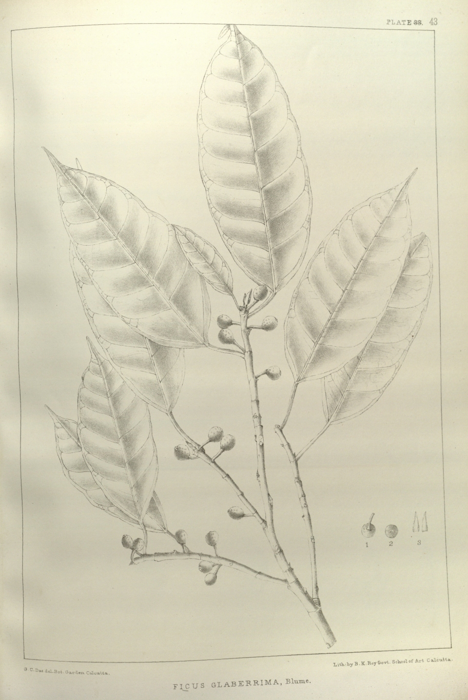 Ficus glaberrima