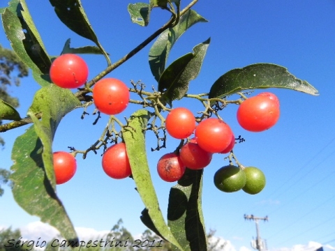 Cordia ecalyculata