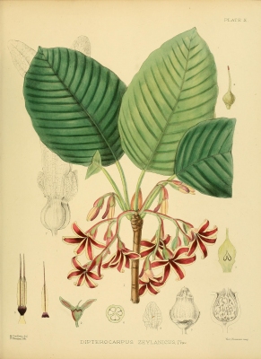 Dipterocarpus zeylanicus