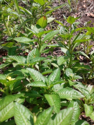 Ludwigia perennis