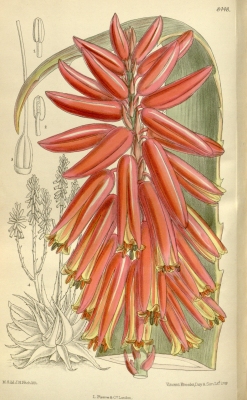 Aloe steudneri