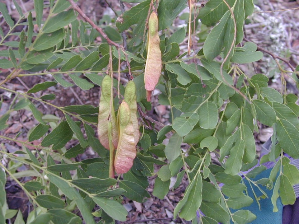 Sweetia fruticosa