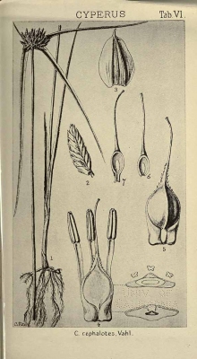 Cyperus cephalotes