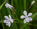 Lapeirousia erythrantha