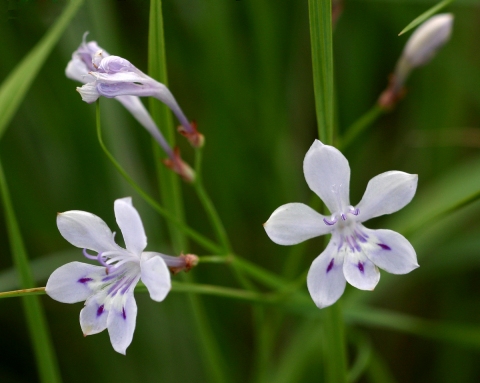 Lapeirousia erythrantha