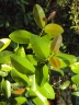 Syzygium caryophyllatum