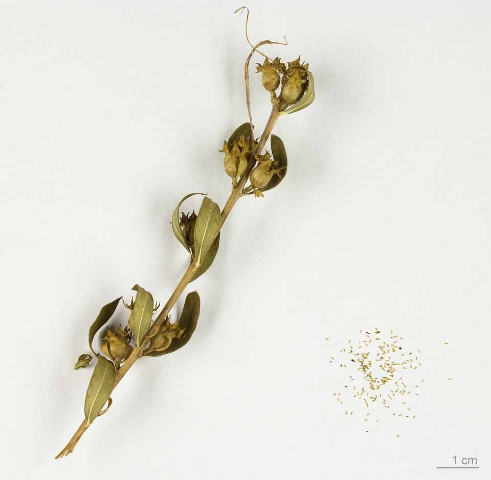 Heimia salicifolia