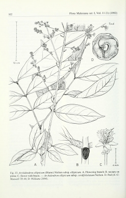 Archidendron ellipticum