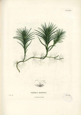 Cyperus pedunculatus