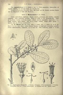 Erythroxylum mannii