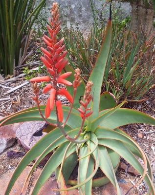Aloe pulcherrima