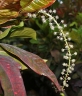 Codiaeum variegatum