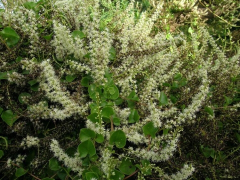 Anredera cordifolia