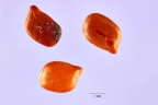 Chamaecrista mimosoides