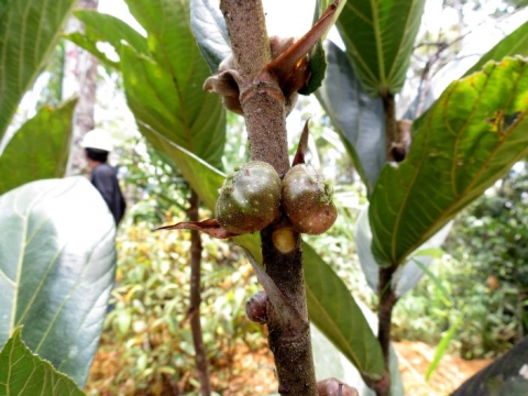 Ficus pachyrrhachis