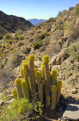 Hoodia alstonii