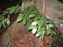 Cynometra malaccensis