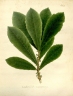 Pouteria macrocarpa