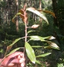 Chrysophyllum gorungosanum