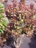 Euphorbia bicompacta