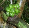 Triclisia dictyophylla