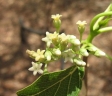 Marsdenia verrucosa