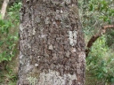 Byrsonima verbascifolia