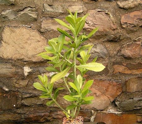 Euphorbia cupularis