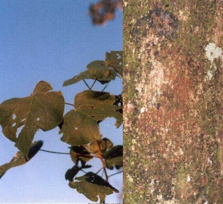 Bastardiopsis densiflora