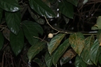 Xanthophyllum flavescens
