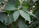 Callicarpa macrophylla