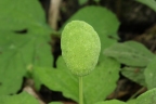 Dorstenia drakena