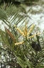 Syagrus microphylla